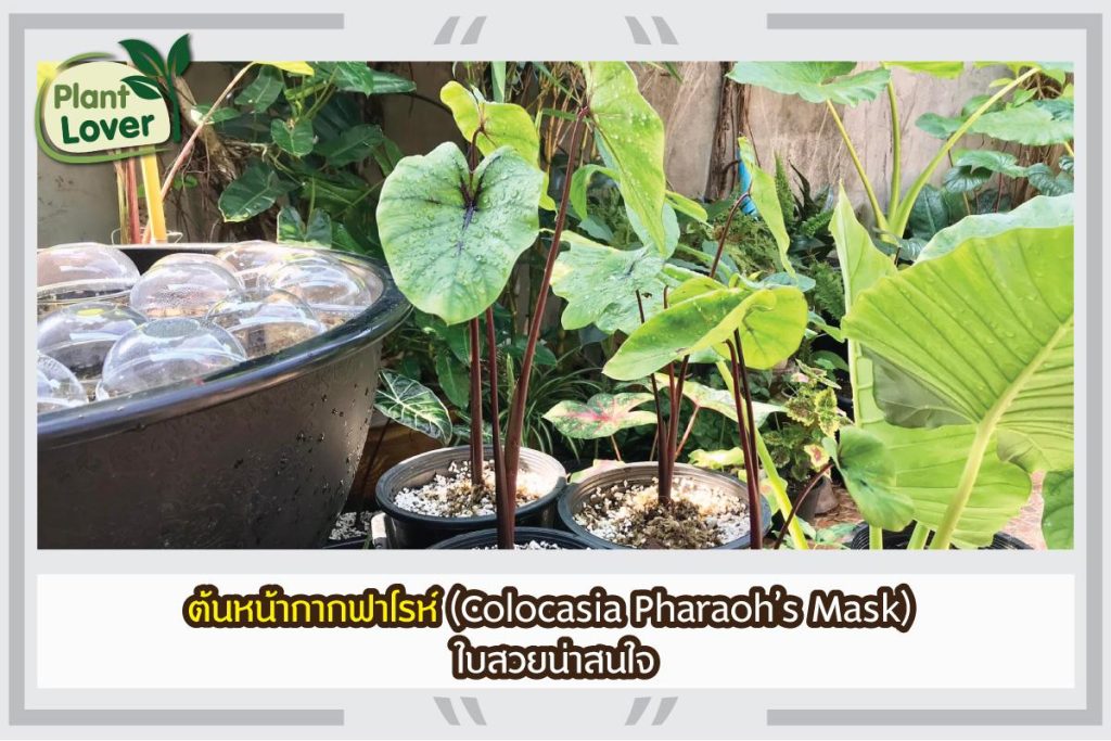 ต้นหน้ากากฟาโรห์