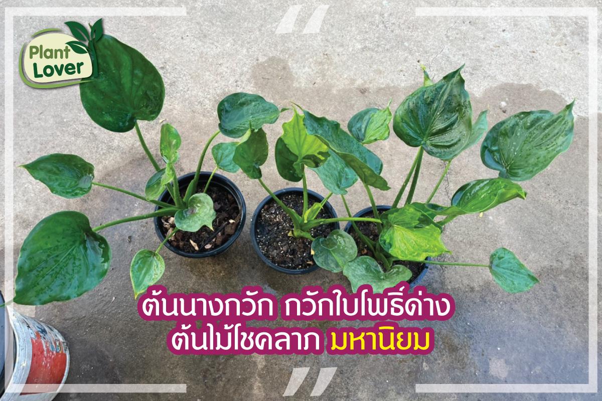 ต้นนางกวัก กวักใบโพธิ์ด่าง ต้นไม้โชคลาภ มหานิยม - Plantlover.Net