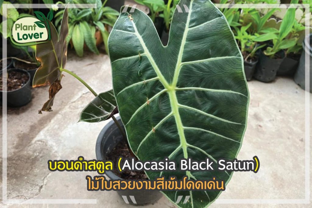 บอนดำสตูล (Alocasia Black Satun) ไม้ใบสวยงามสีเข้มโดดเด่น - Plantlover.Net