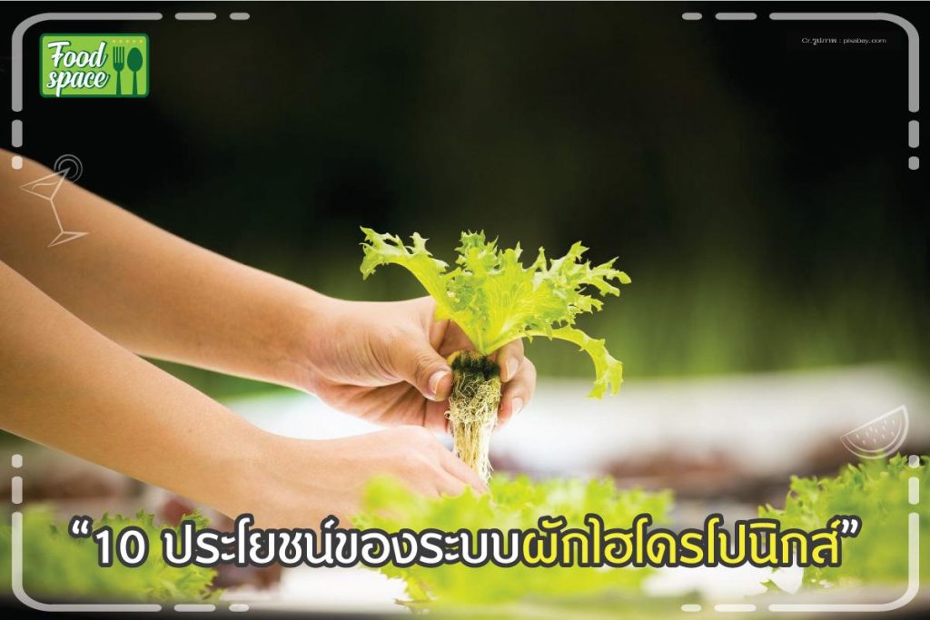 ผักไฮโดรโปนิกส์