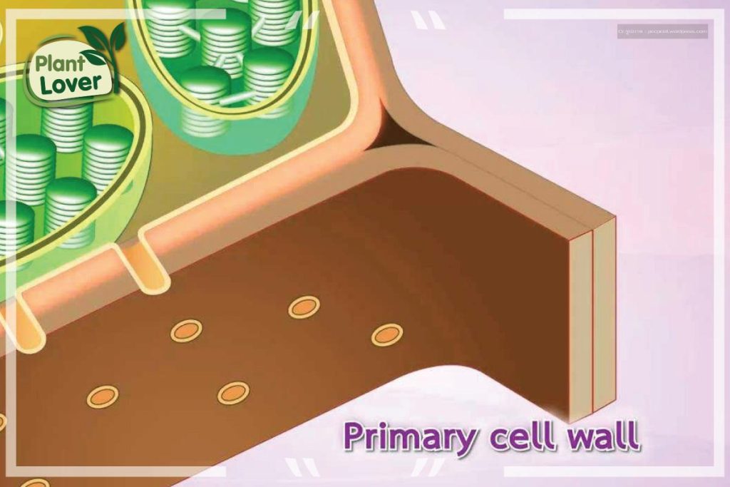 ส่วนประกอบของเซลล์พืช