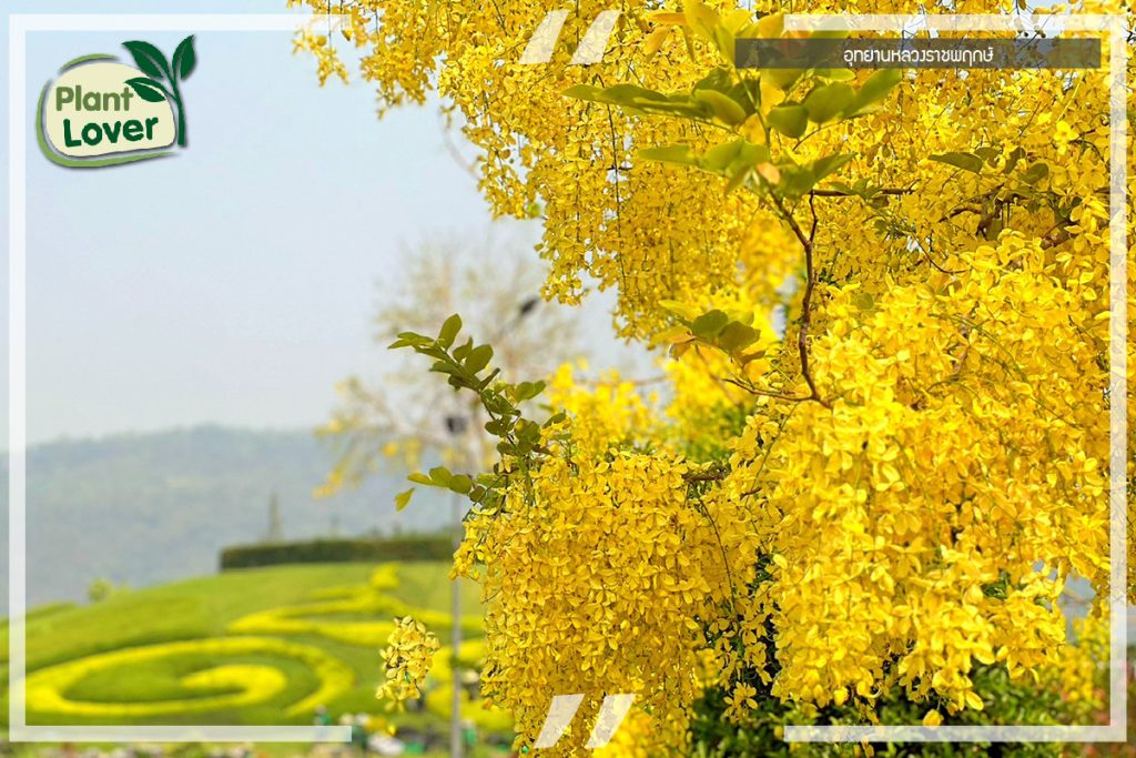 ไม้ยืนต้นดอกสีเหลือง