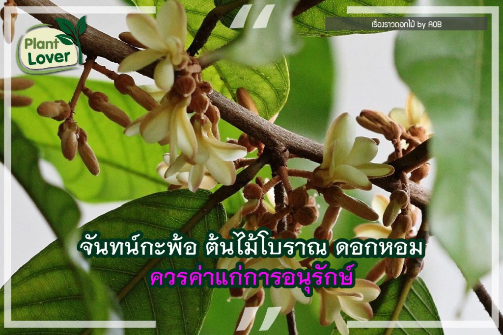 จันทน์กะพ้อ