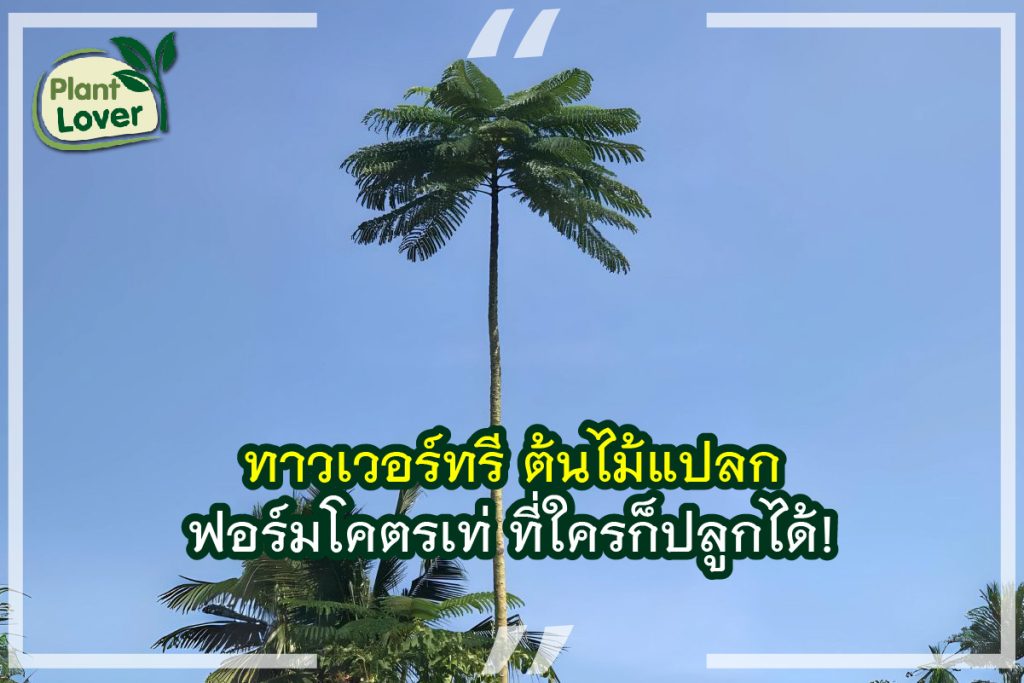 ทาวเวอร์ทรี