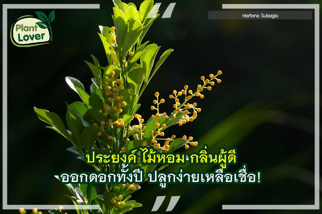 ประยงค์