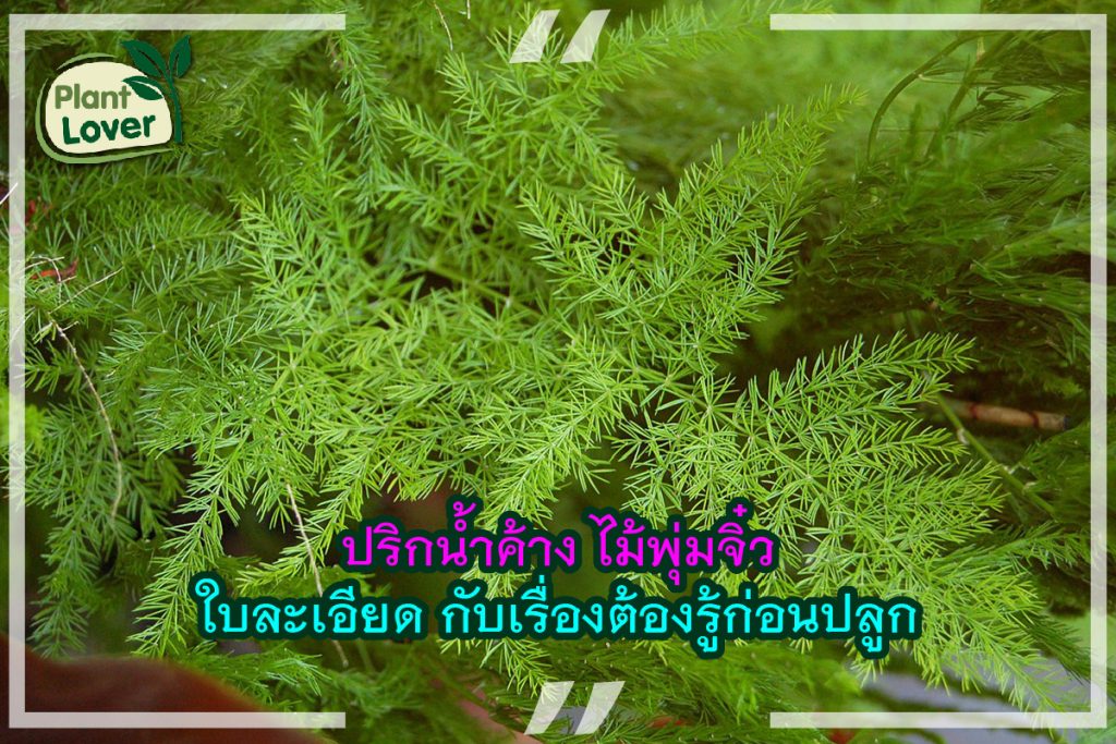 ปริกน้ำค้าง