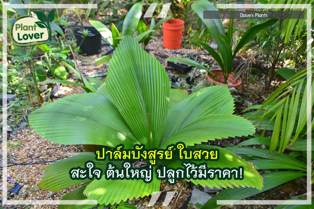 ปาล์มบังสูรย์