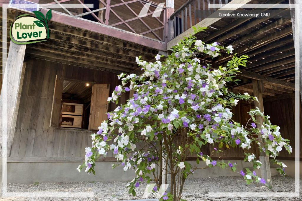 พุดสามสี